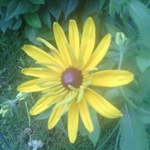 Meet your Posher, Alice